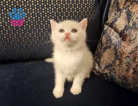 British Shorthair 2 Aylık Yavrular