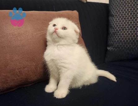 British Shorthair 2 Aylık Yavrular