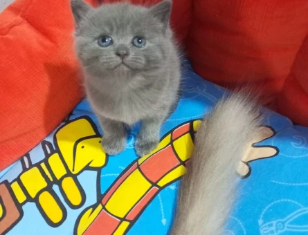 British Shorthair 15 Aylık