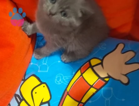 British Shorthair 15 Aylık