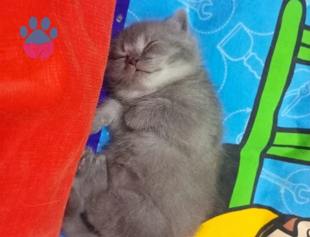 British Shorthair 15 Aylık