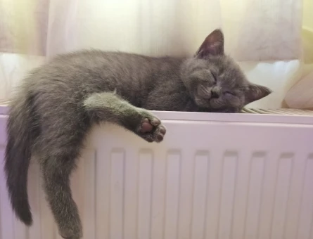 British Shorthair 3 Aylık