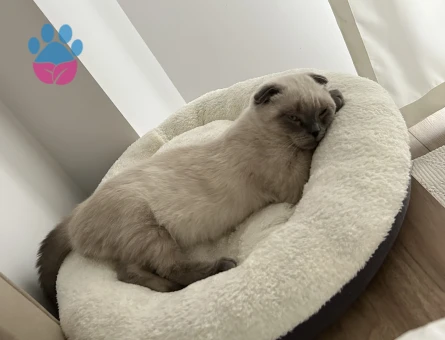 Scottish Fold 6 Aylık Erkek