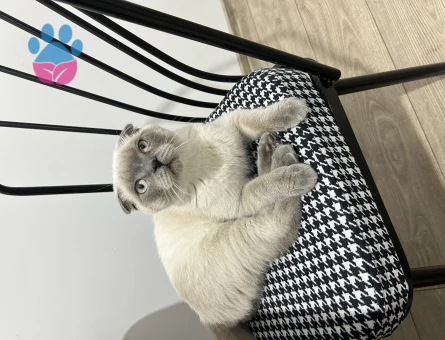 Scottish Fold 6 Aylık Erkek