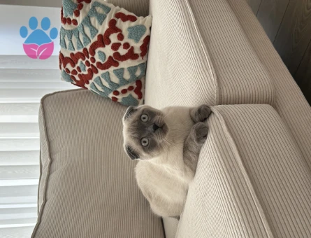 Scottish Fold 6 Aylık Erkek