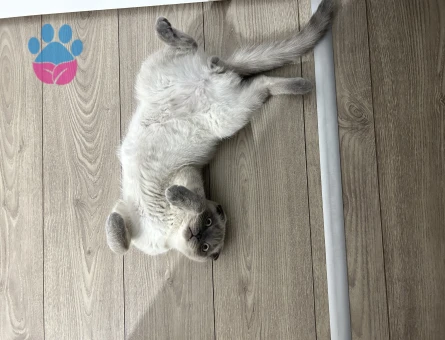 Scottish Fold 6 Aylık Erkek