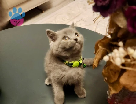 British Shorthair 2 Aylık Erkek