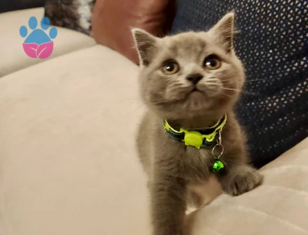 British Shorthair 2 Aylık Erkek