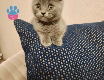British Shorthair 2 Aylık Erkek