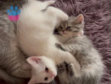 Scottish Fold - Long Hair dişi ve erkek yavrular