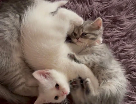 Scottish Fold - Long Hair dişi ve erkek yavrular