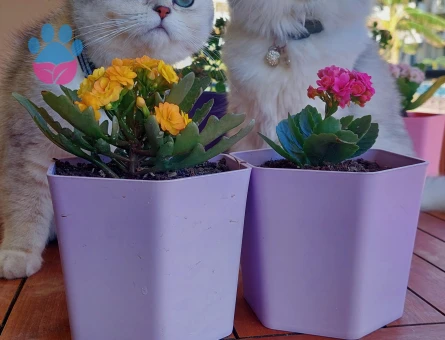 Scottish fold longhair ve Scottish fold shorthair bebekler
