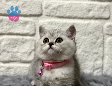 British Shorthair Silver 2 Aylık Dişi Yavrumuz