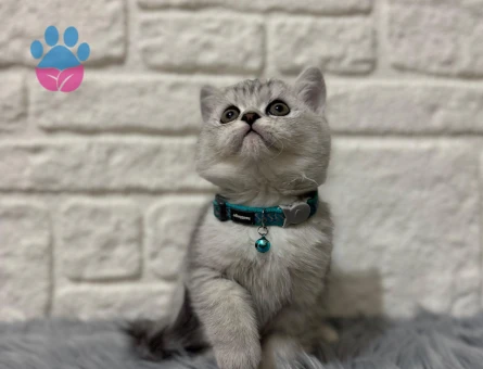 Topaç Kafa British Shorthair Silver Point Erkek