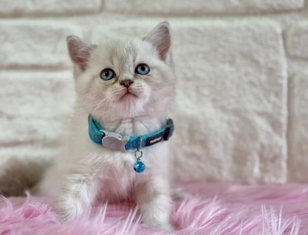 British Shorthair Point Erkek Yavrumuz