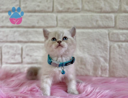 British Shorthair Point Erkek Yavrumuz