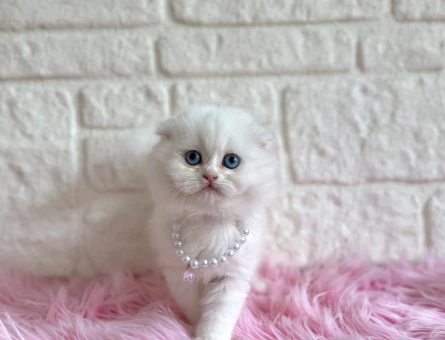 Bembeyaz scottish Fold Dişi 2 Aylık Yavrumuz