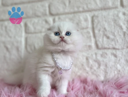 Bembeyaz scottish Fold Dişi 2 Aylık Yavrumuz