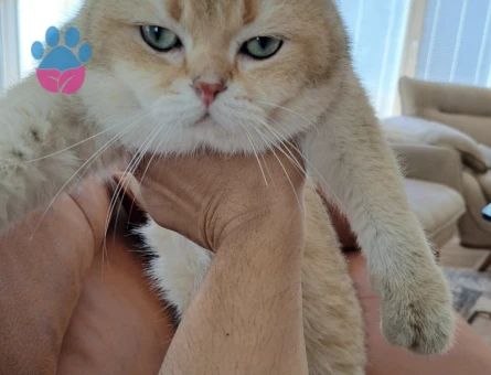 British Shorthair BY12 kod 2,5 aylık Yuva Arıyor