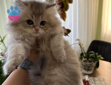 British Longhair 2 Aylık