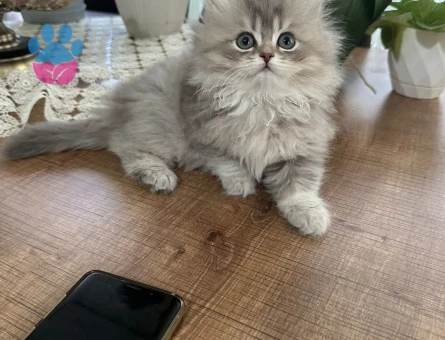 British Longhair 2 Aylık