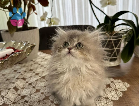 British Longhair 2 Aylık