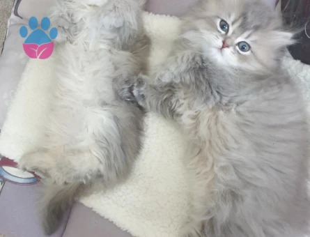 British Longhair 2 Aylık