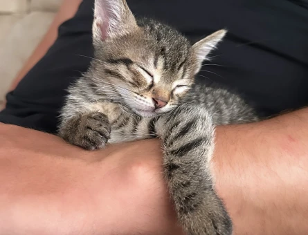 British yavru 2 Aylık