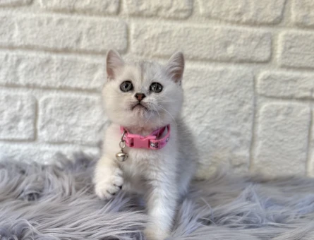 British Shorthair Silver Dişi 2 Aylık