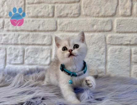 British Shorthair Silver Erkek 2 Aylık