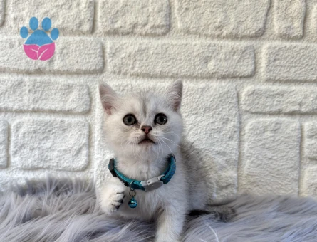 British Shorthair Silver Erkek 2 Aylık