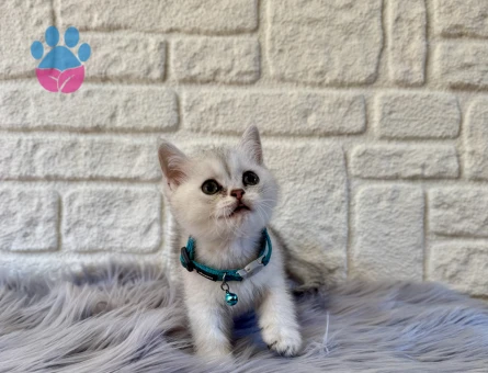 British Shorthair Silver Erkek 2 Aylık