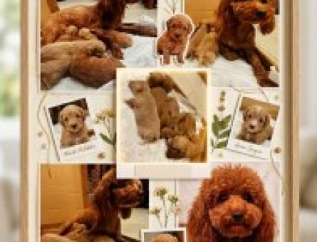 Toy Poodle Yavrularımız Sahiplendirme - 4401