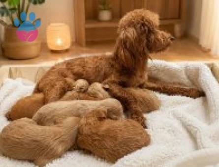 Toy Poodle Yavrularımız Sahiplendirme