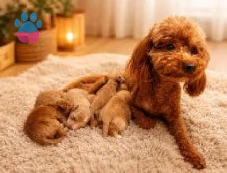 Toy Poodle Yavrularımız Sahiplendirme