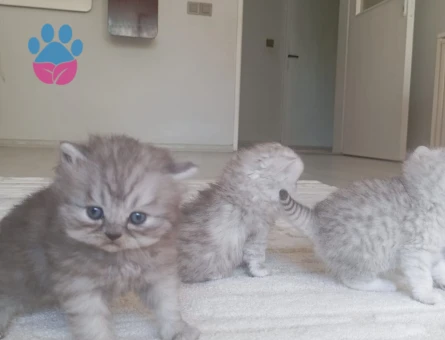 British Shorthair Pamuk gibi yavrular