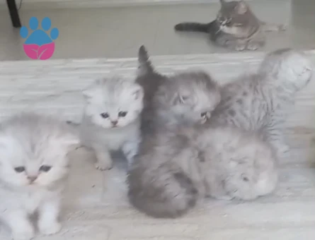 British Shorthair Pamuk gibi yavrular
