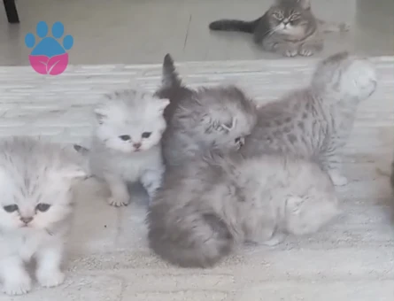 British Shorthair Pamuk gibi yavrular