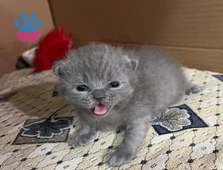 British Shorthair 1 Yaşında Yuva Arıyor