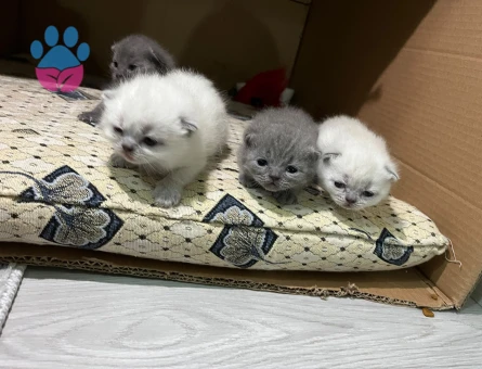 British Shorthair 1 Yaşında Yuva Arıyor