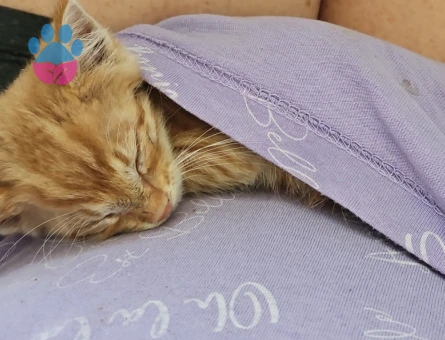 Yavru Sarı Kediye Sıcak Bir Yuva Arıyoruz 🧡