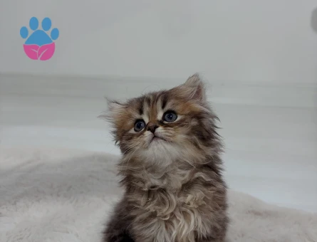 British long ve short hair