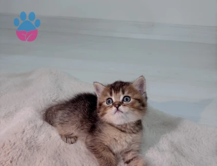 British long ve short hair