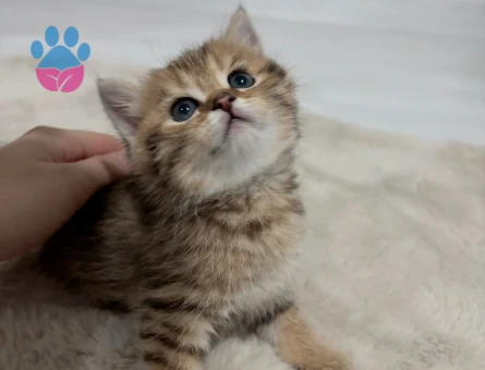 British long ve short hair