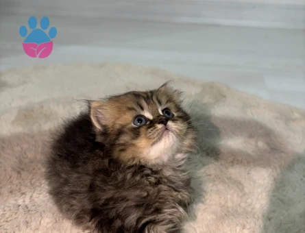 British long ve short hair