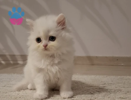 masalsı güzellikte british ve scotish yavrular