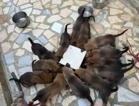 Belçika malinois karneli scr’li safkan - 4853