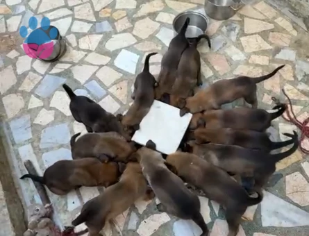 Belçika malinois karneli scr’li safkan