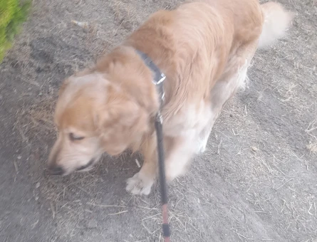 Golden Retriever Yuva Arıyor - 4856