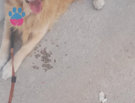 Golden Retriever Yuva Arıyor